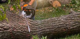 Pest Control for Lawns in Paris, MO